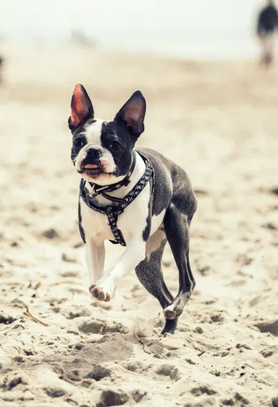 Dog jumping and running on the sand 